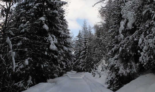 Rodelbahn Allriss Alm