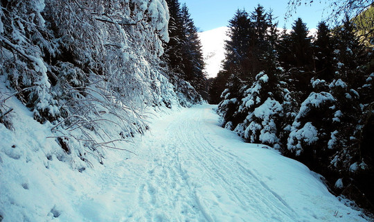 Rodelbahn Auffangalm - Bichlhof