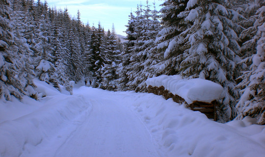 Rodelbahn Sattelberg