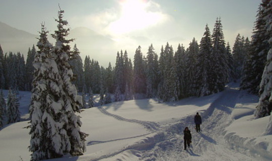 Rodelbahn Laterns