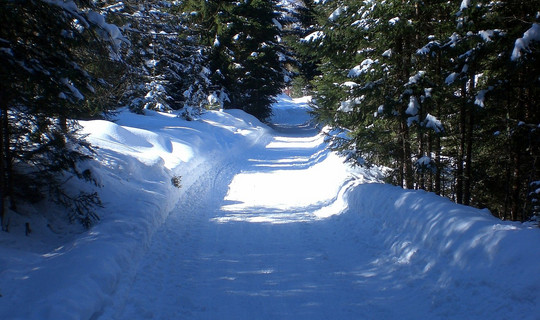 Rodelbahn Birgitzer Alm (von Birgitz)