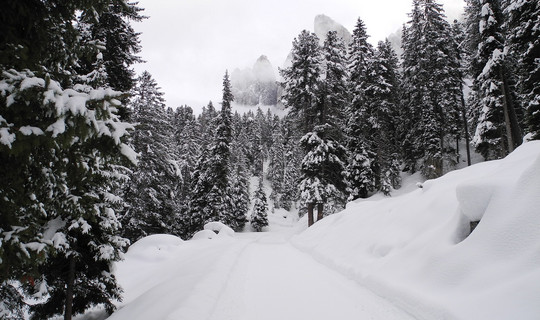 Rodelbahn Ranui - Dusler Alm