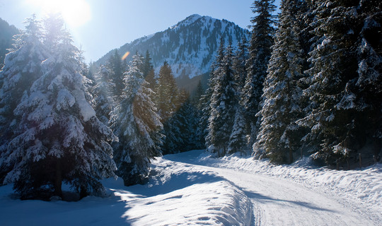 Rodelbahn Fotsch (Bergheim)