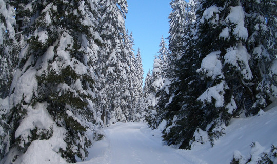 Rodelbahn Enzianhütte